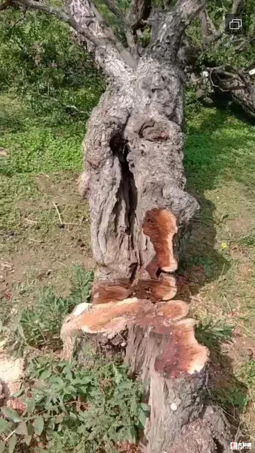 传说中的十大神木,传说中的辟邪神木