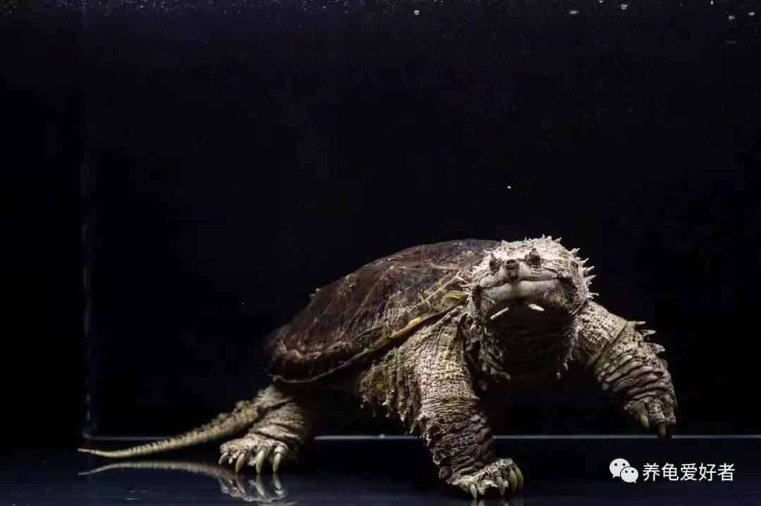 哪种龟最好养又耐活好吃,哪种龟比较容易养