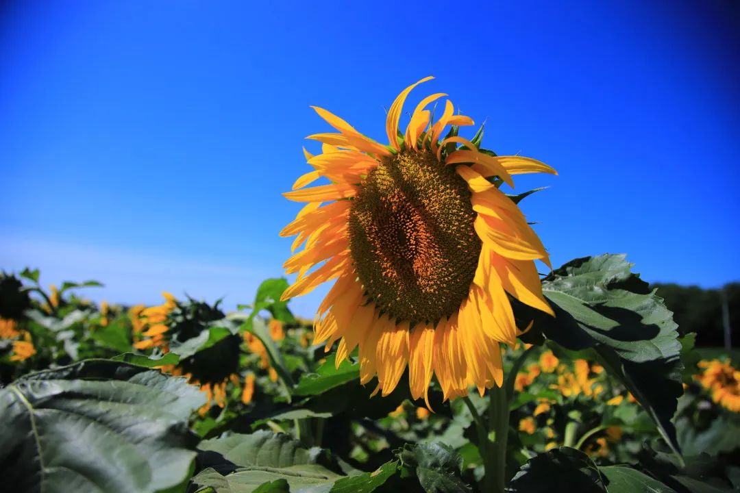 北京周边的向日葵花海,顺义向日葵花海