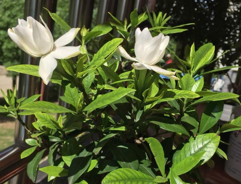 春季养栀子花怎么管理,夏天养爆栀子花的诀窍只需1个字