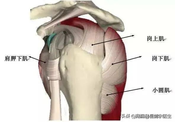 肩袖损伤疼痛科,肩袖损伤疼痛难忍打什么止疼针