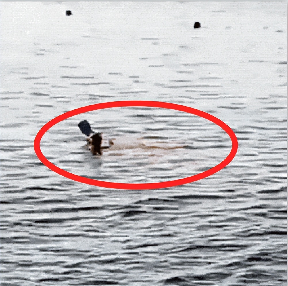 赶海发现有人被鲨鱼活活咬死,海上鲨鱼被咬死