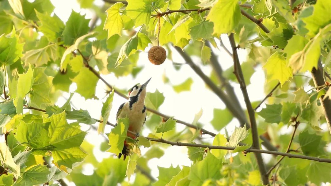 师大寻鸟记，这些小可爱，你都见过吗？