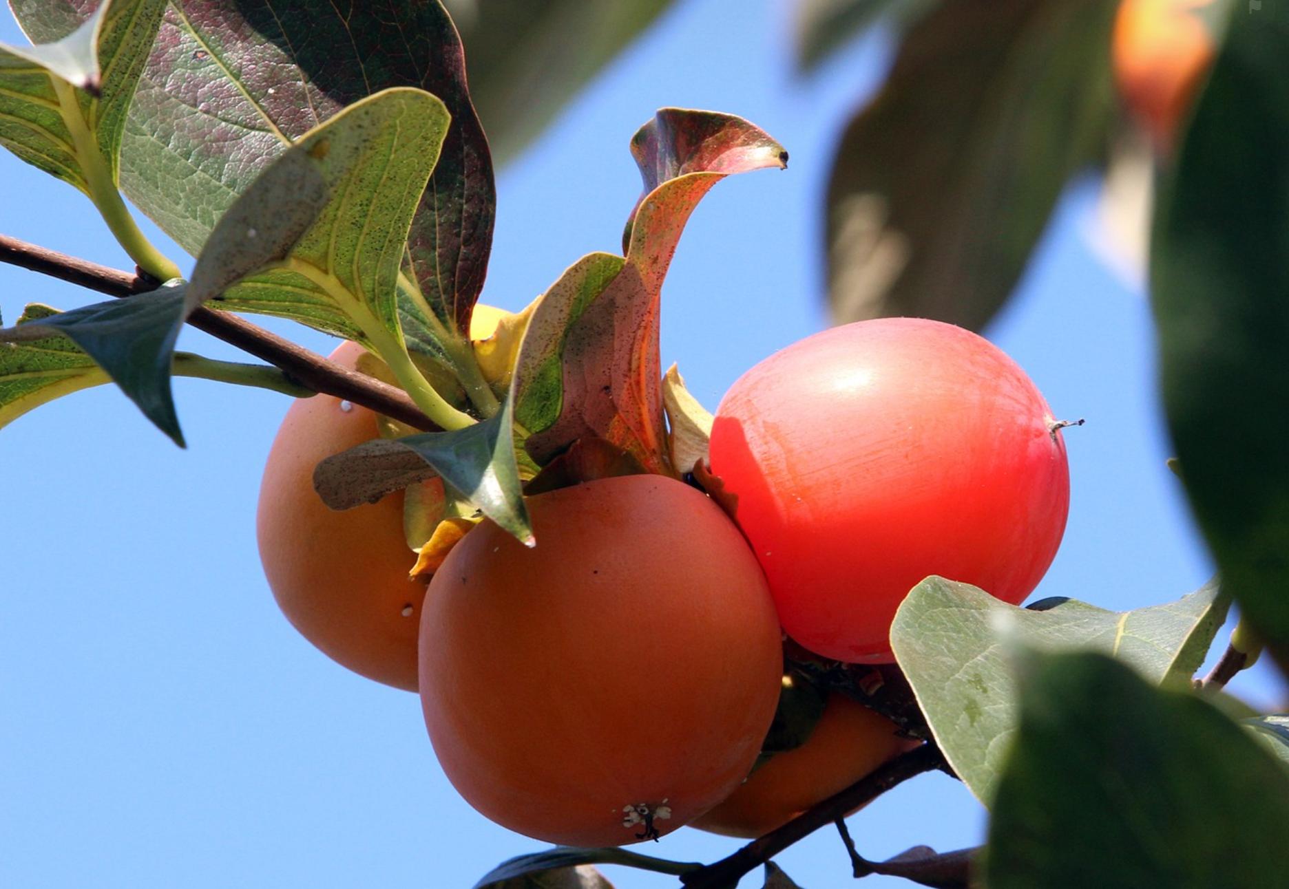 西语发音教学视频大全,西班牙语发音教学