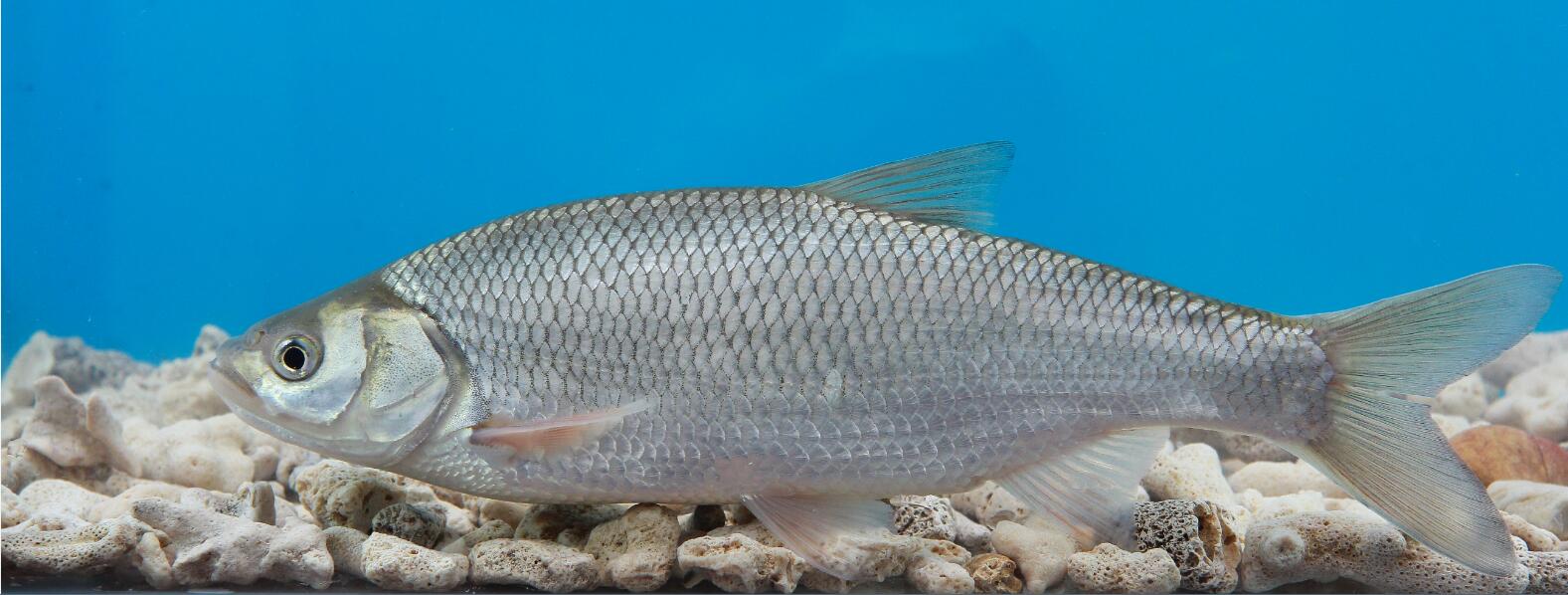 黑龙江三花五罗十八子图片,黑龙江名鱼三花五罗