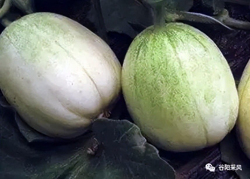 固镇美味香喷喷的小香瓜,话说固镇之722）