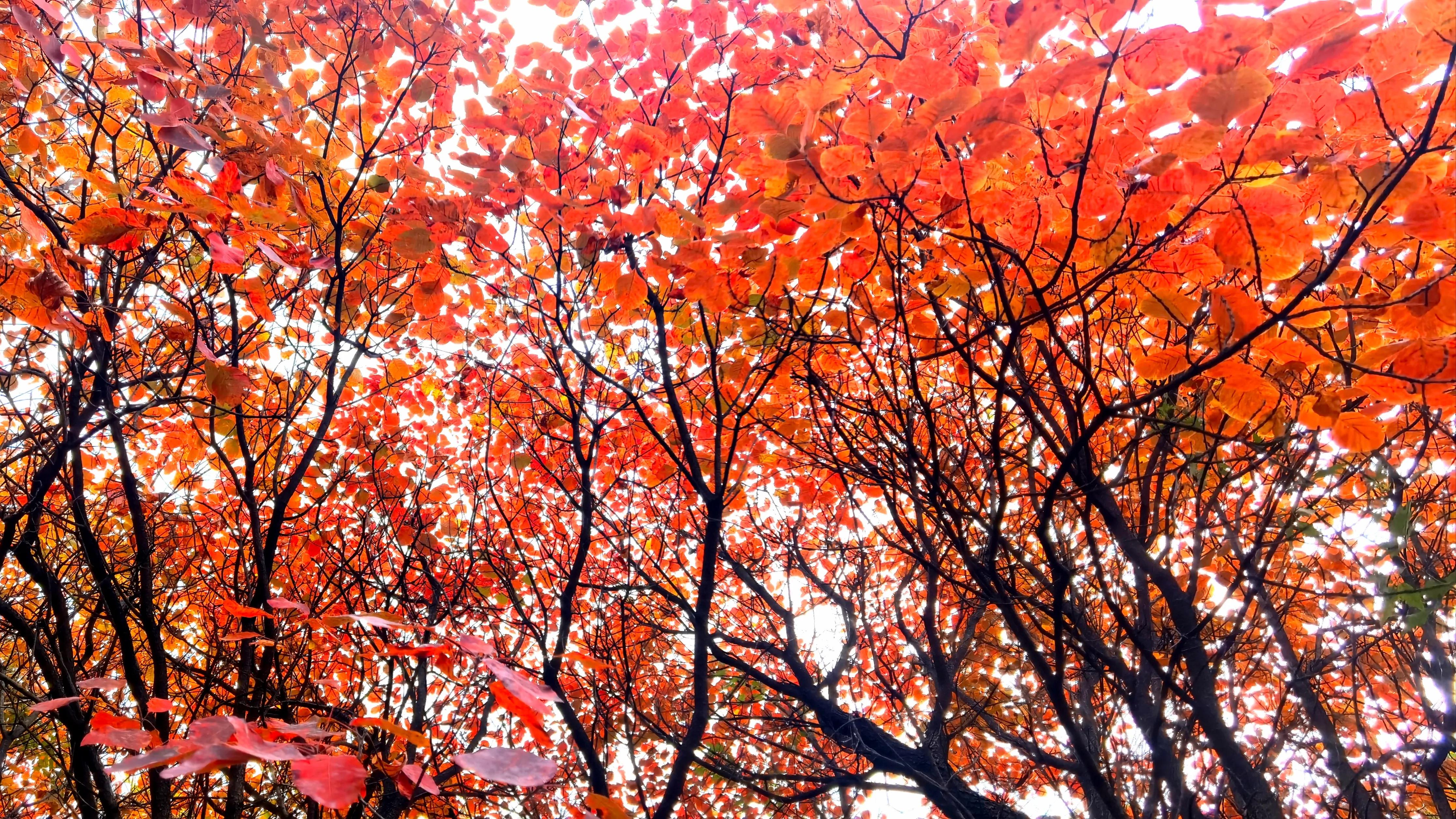 打卡红叶谷的秋日美景,金秋好时节醉美红叶谷