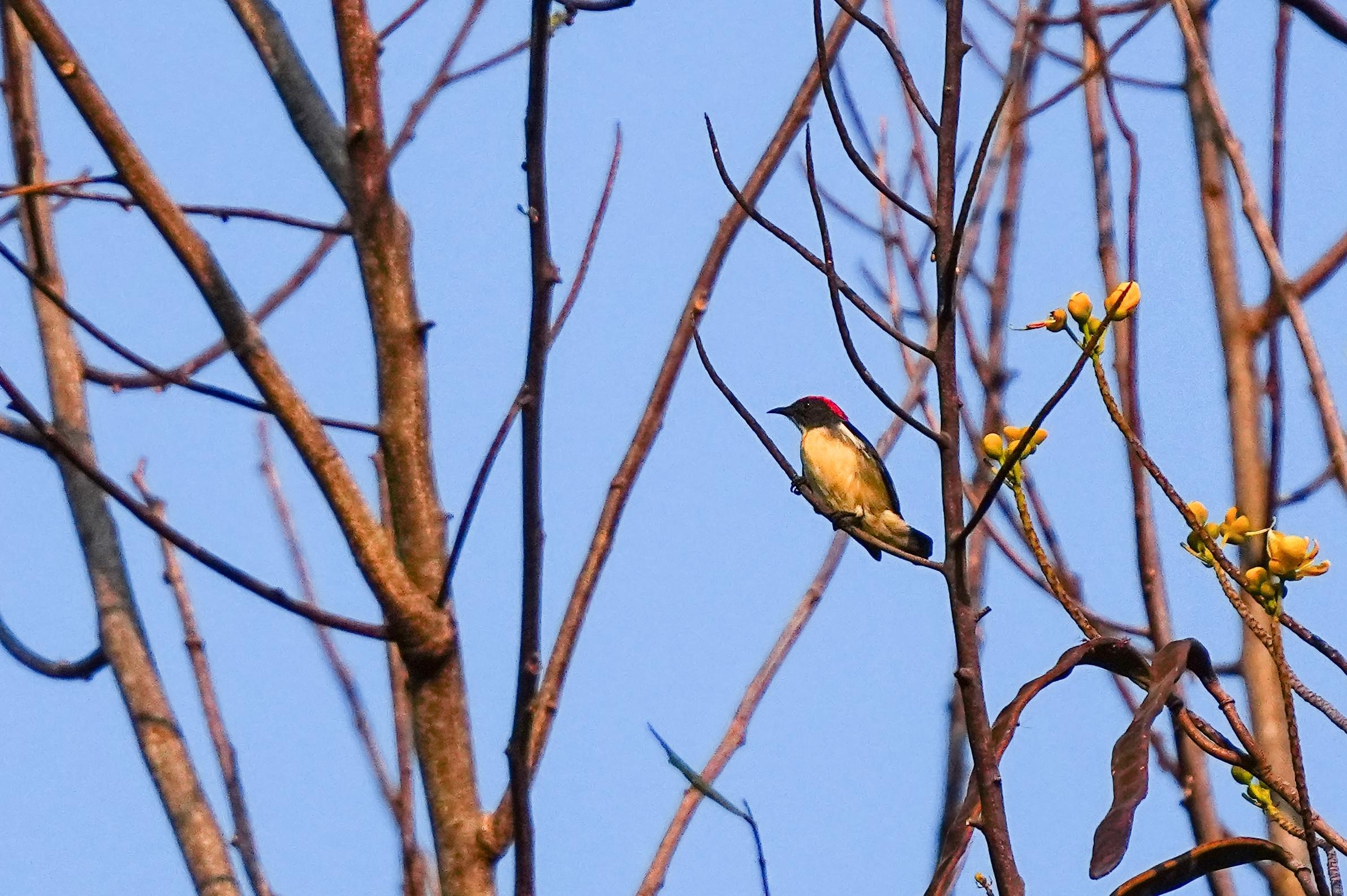 海南观鸟随记5霸王岭儋州湾勺嘴鹬领角鸮仓鸮