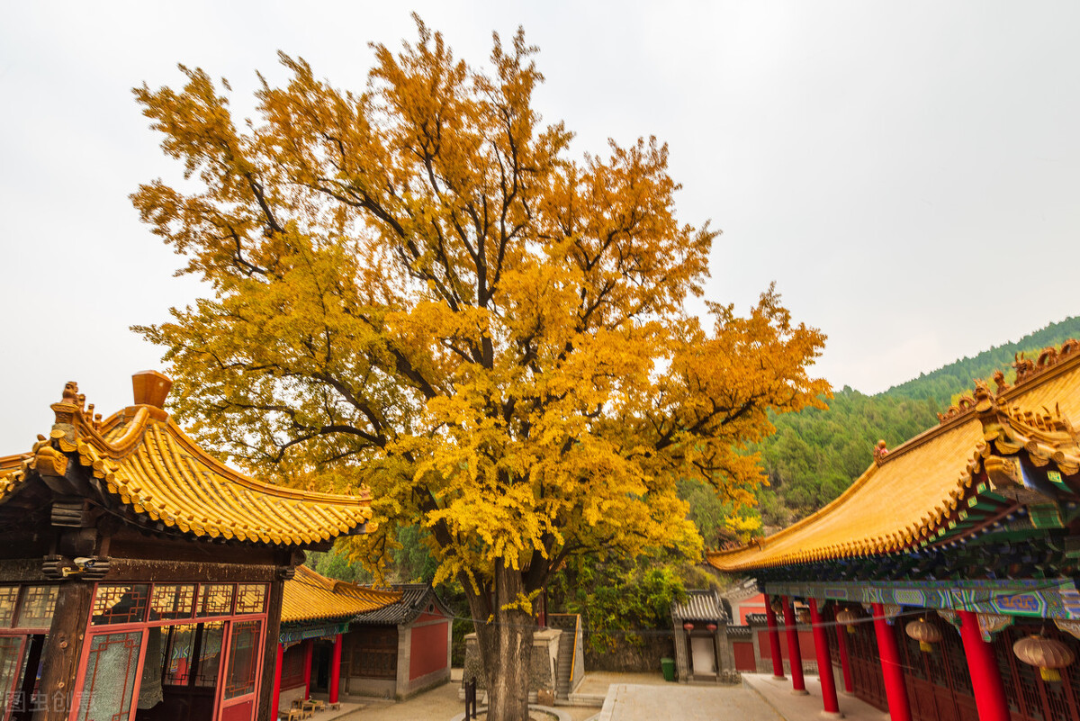 没想到济南的秋天竟然可以这样美,秋天济南哪个景区最美