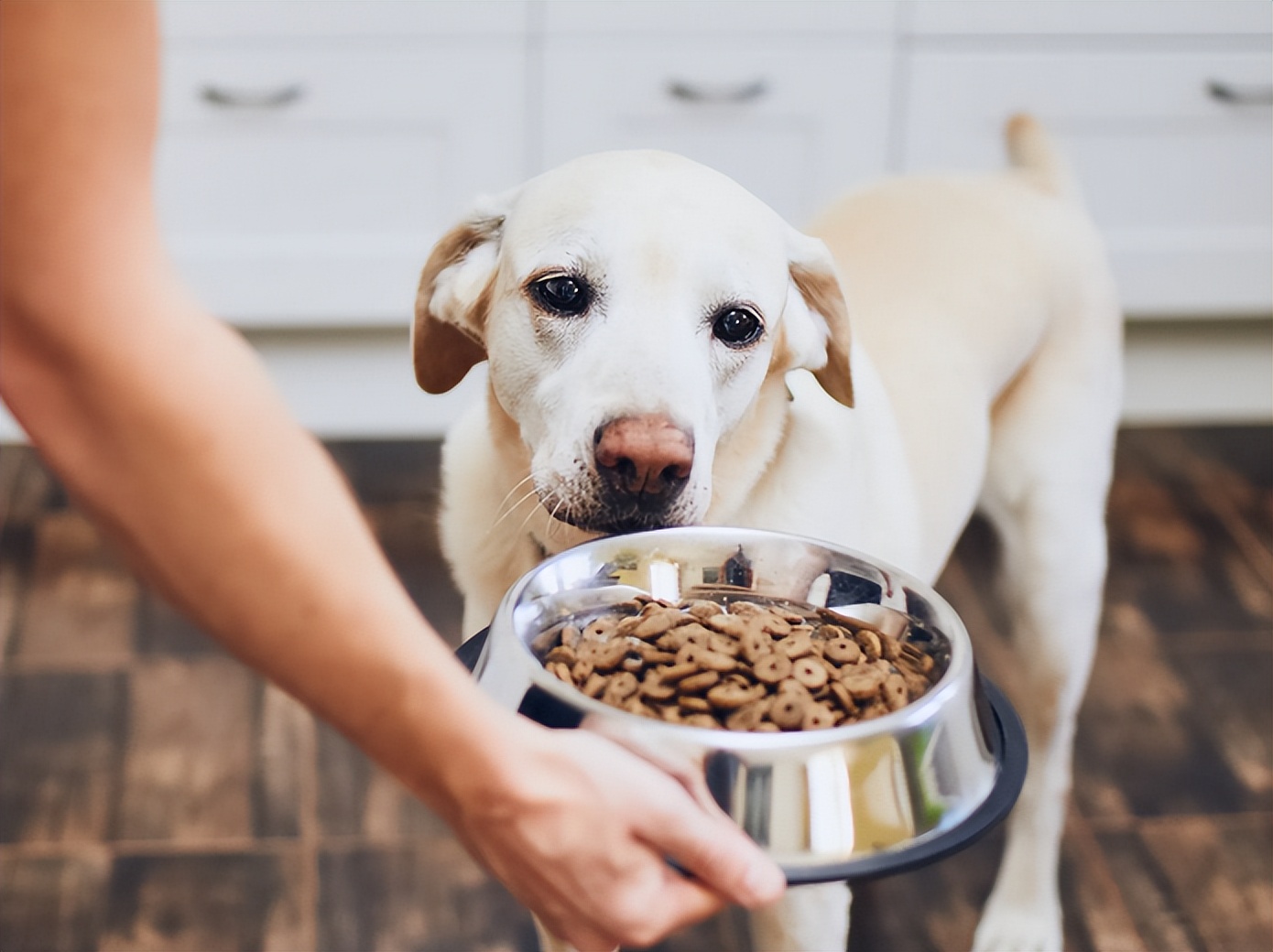 狗狗厌食挑食怎么办,狗狗厌食怎么办吃了东西就吐