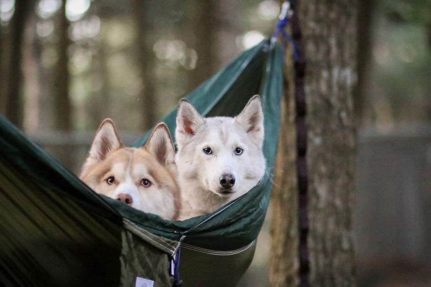 狗狗交配时，为何会发出“惨叫”呢？