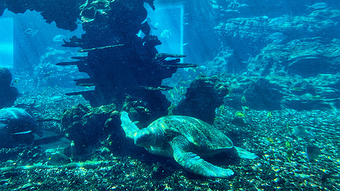 近乎完美的体验｜「三亚海棠湾天房洲际度假酒店」入住报告