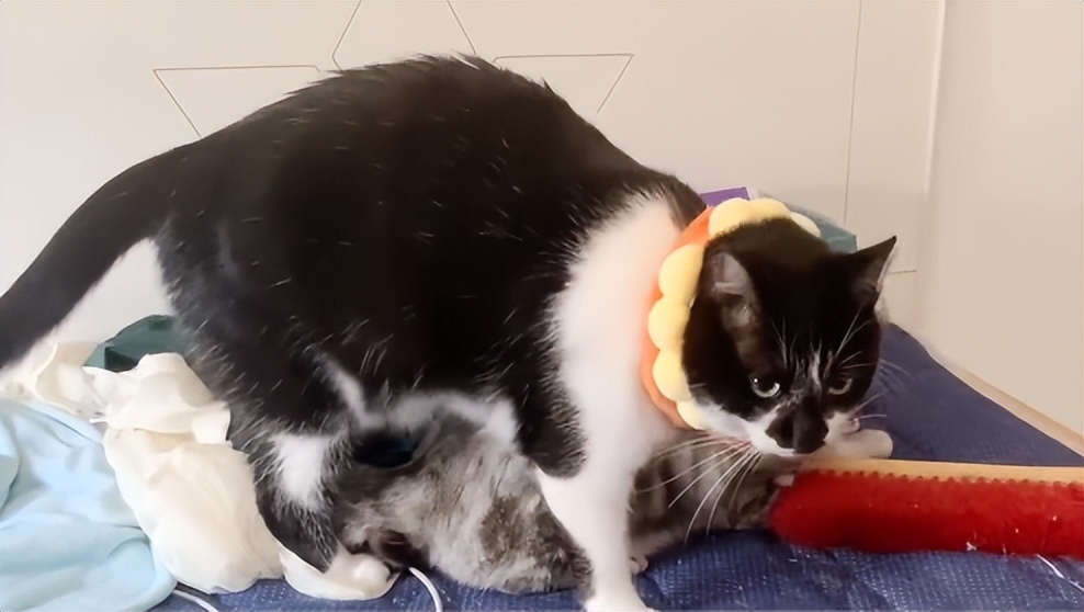 70万网友在线围观我家猫猫“搞黄色”：越看越上头，越看越变态