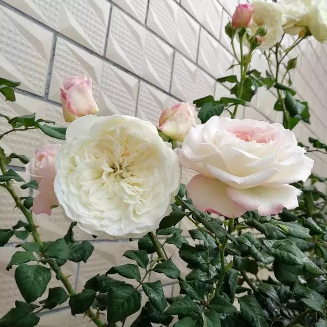 常见切花月季一览（40）（接上期）