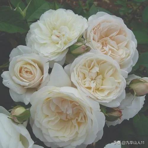 常见切花品种月季图片,丰花勤花爬藤月季品种有哪些