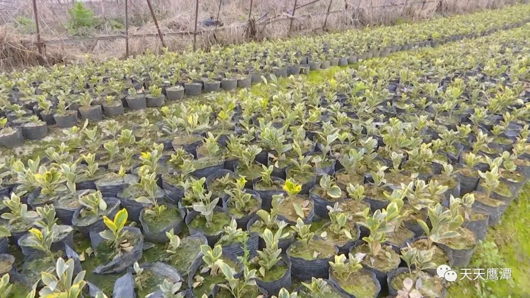 鹰潭一万元创业项目怎么操作,鹰潭10万元创业项目在哪里