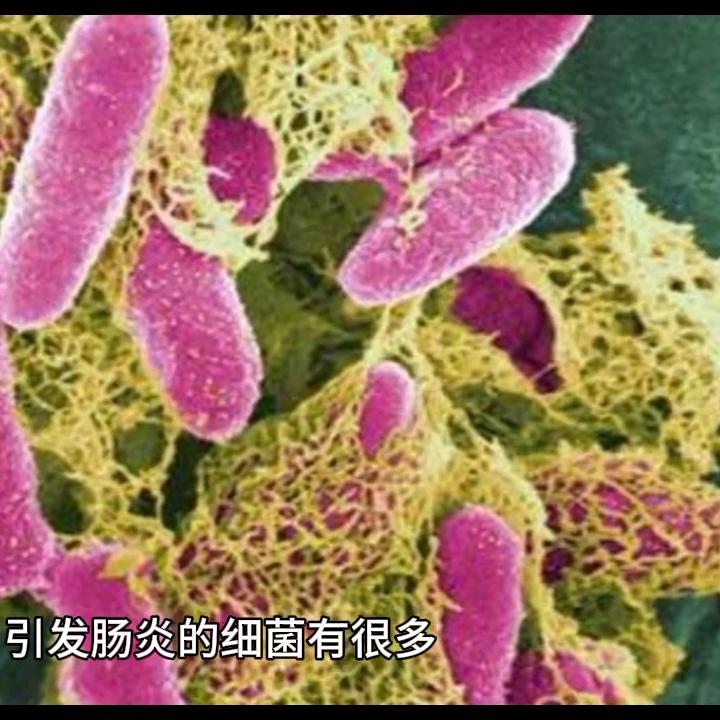 观赏鱼肠炎的症状有哪些,观赏鱼肠炎的治疗方法