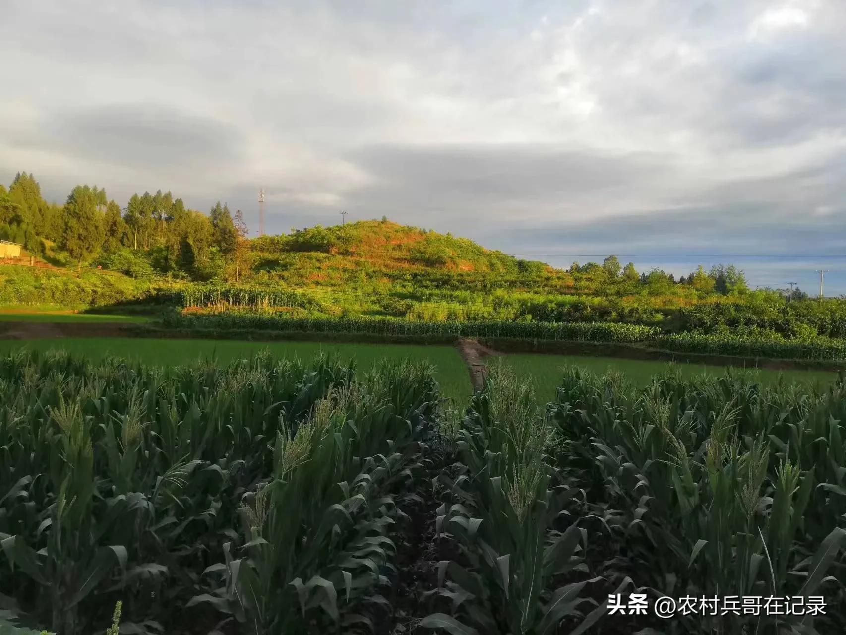 龚大,退休的年纪,找陈哥帮忙,说话却不经考量,但李哥可不由着他！