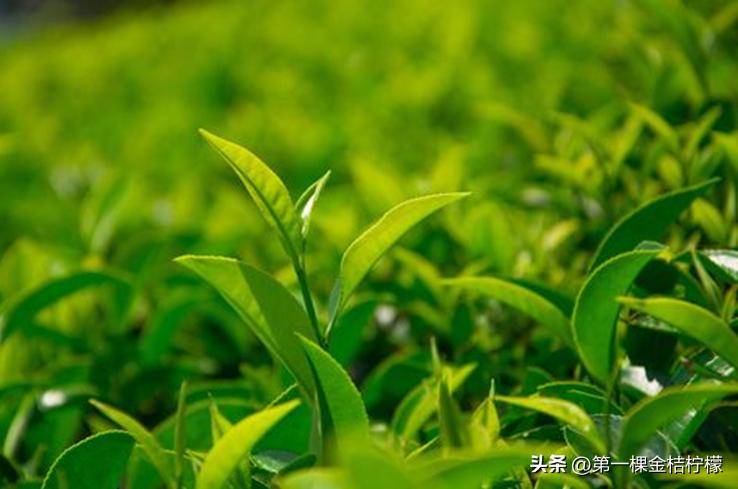 茶叶介绍普洱茶,茶叶介绍