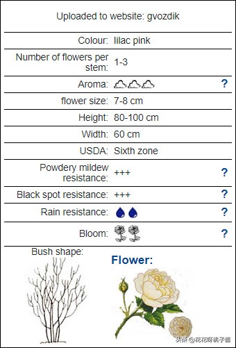 黄色月季哪个品种耐热耐晒抗病强,最耐热耐晒的切花藤本月季品种