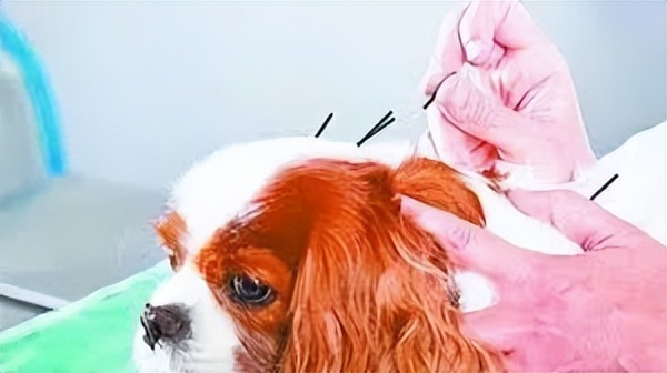 给狗做针灸的视频,带狗去针灸