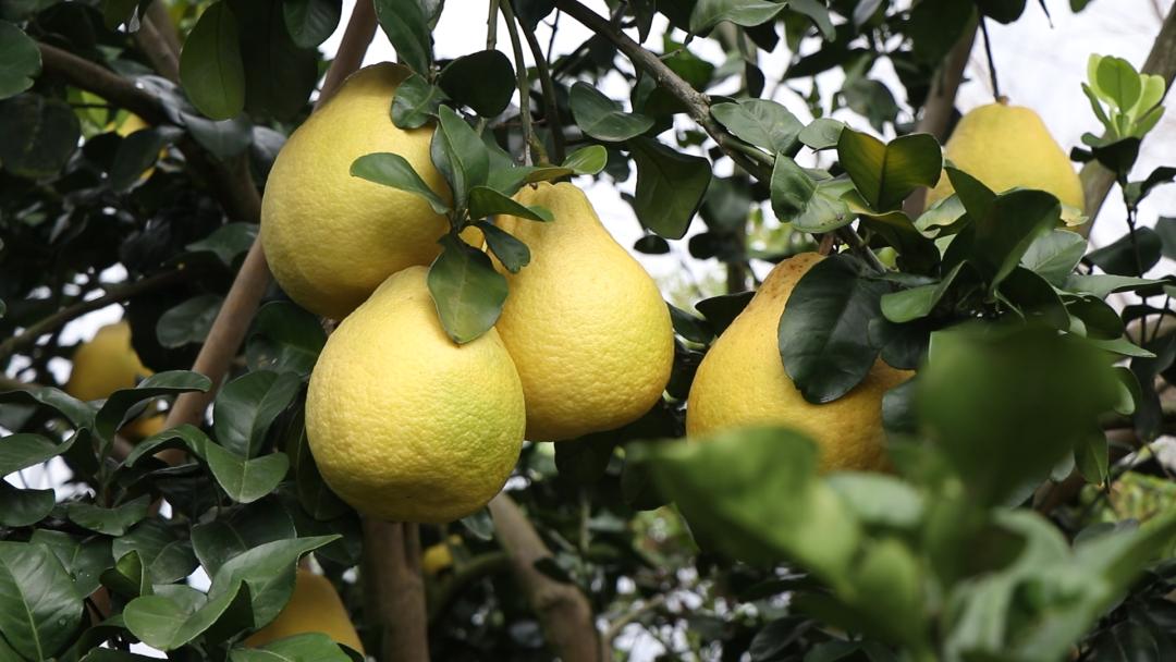 中海化学“增值沃土粮安中国万里行”||旱涝之年“柚”见丰收