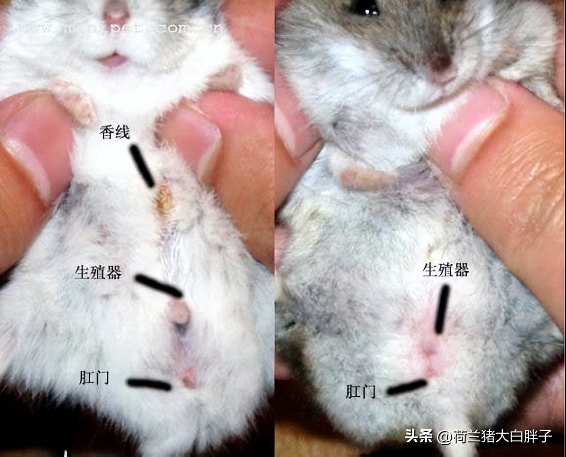 仓鼠怎么养,仓鼠怎么分辨公母看耳朵图解