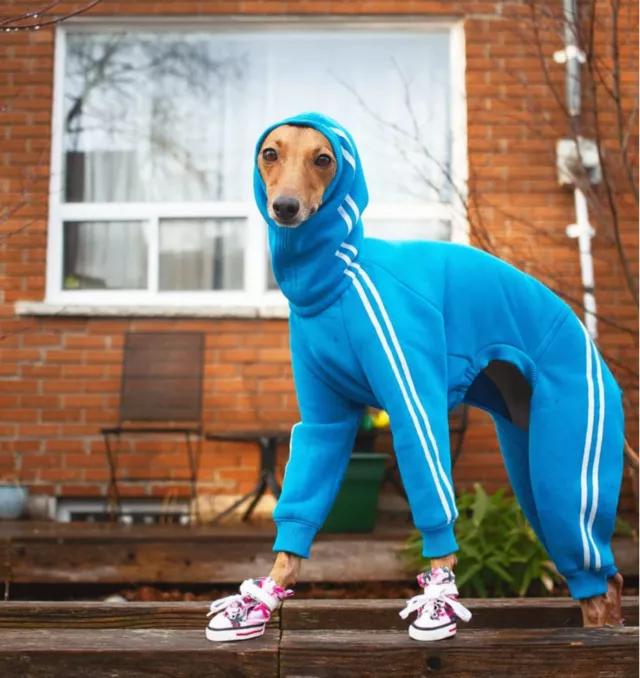 一只被抛弃的小狗逆袭变身超狗,一只被逆袭的中国狗狗