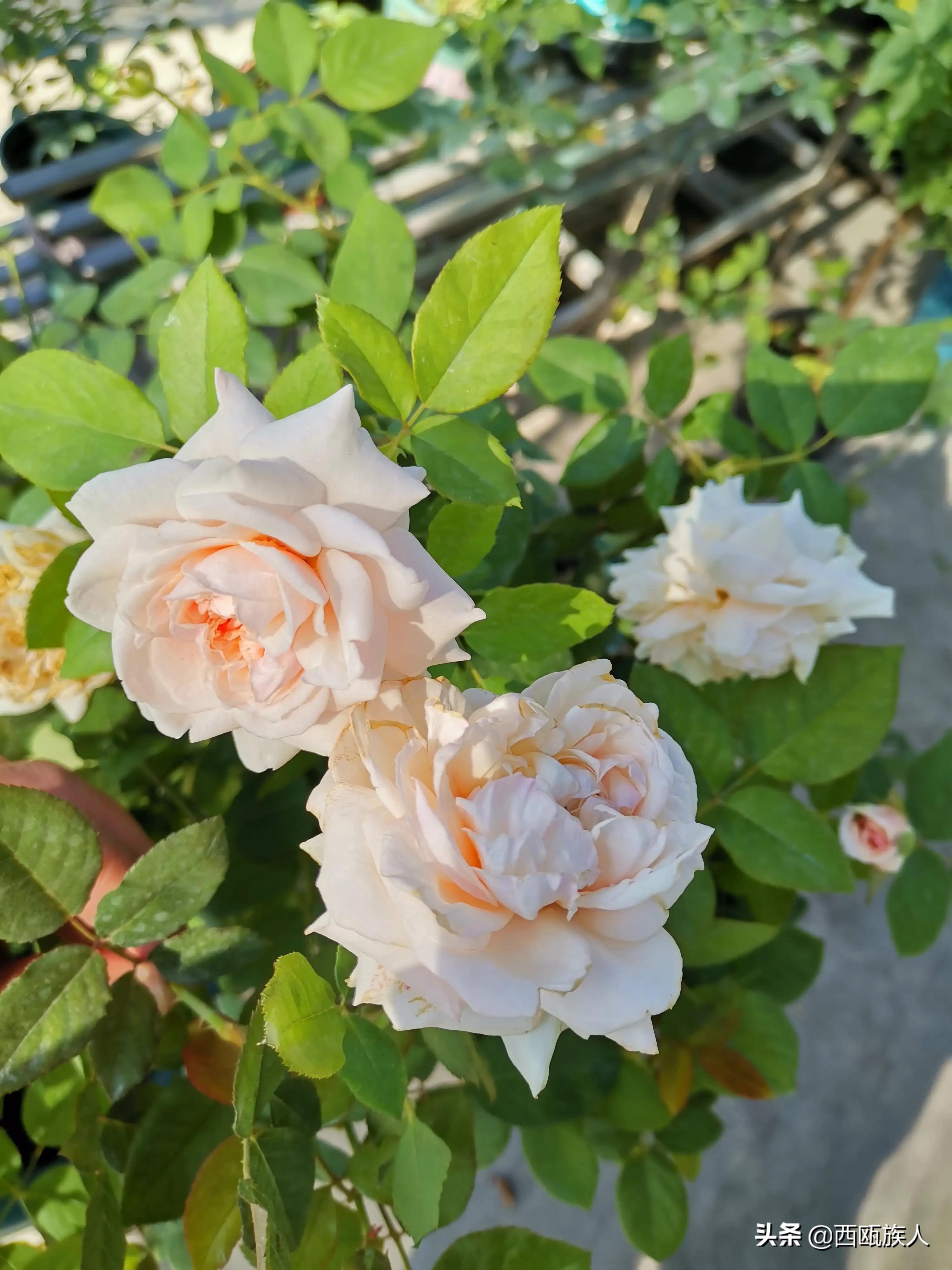 月季花最佳观赏时间,月季花鲜切花养护方法