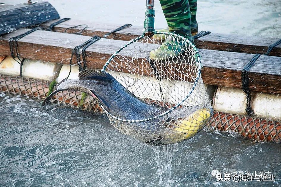 饶平海鲈,饶平海珍水产品