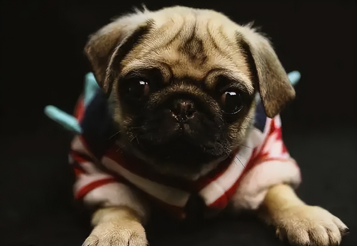 养巴哥犬应该注意什么,养巴哥犬必须知道的五大注意事项