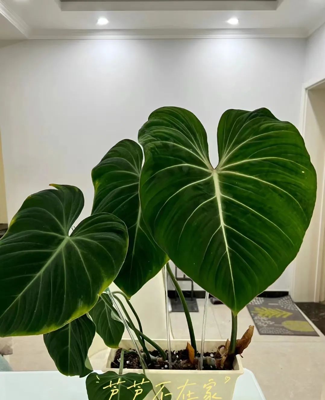 蔓绿绒品种图片大全,蔓绿绒品种图片图文