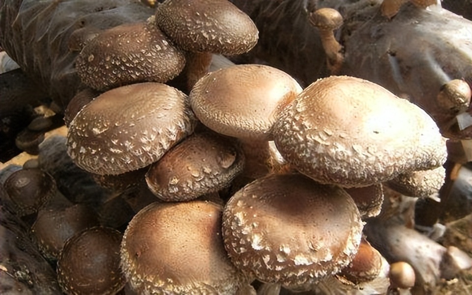 为什么痛风什么都注意了还会发作,为什么痛风用药反而更严重了