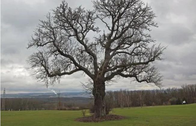 寂寞空庭春欲晚芸初,寂寞空庭春欲晚意难平