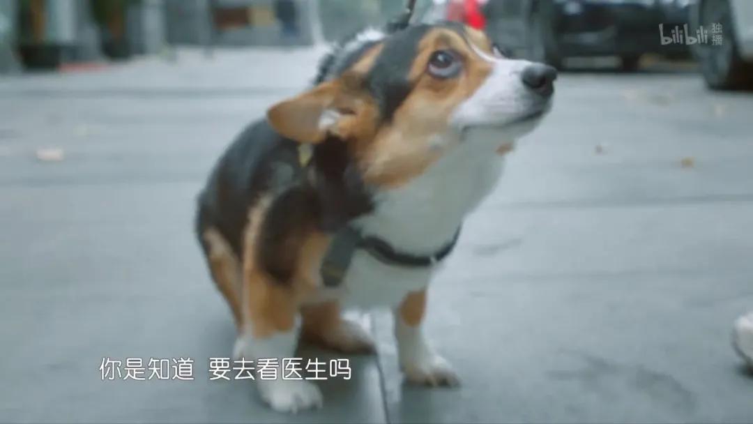 宠物医院给猫咪绝育的骗局,宠物绝育怎么不花冤枉钱