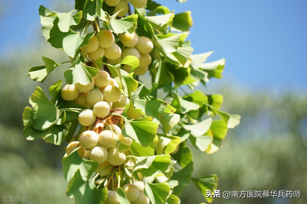 白果定喘汤对支气管哮喘的治疗,白果治哮喘偏方大全