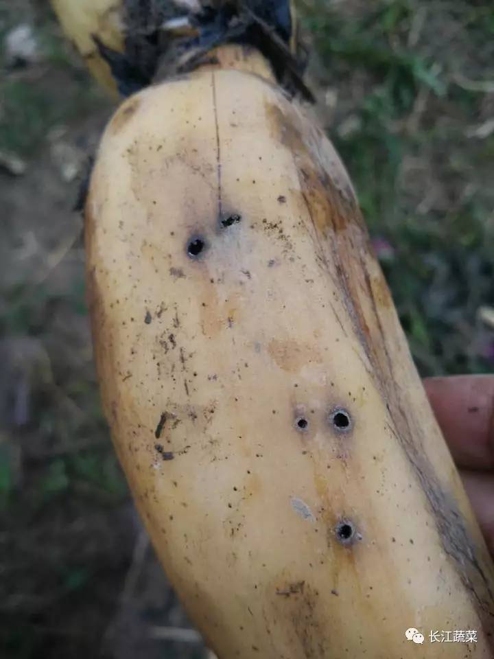 莲藕病害一览表,莲藕的营养价值及病虫害防治