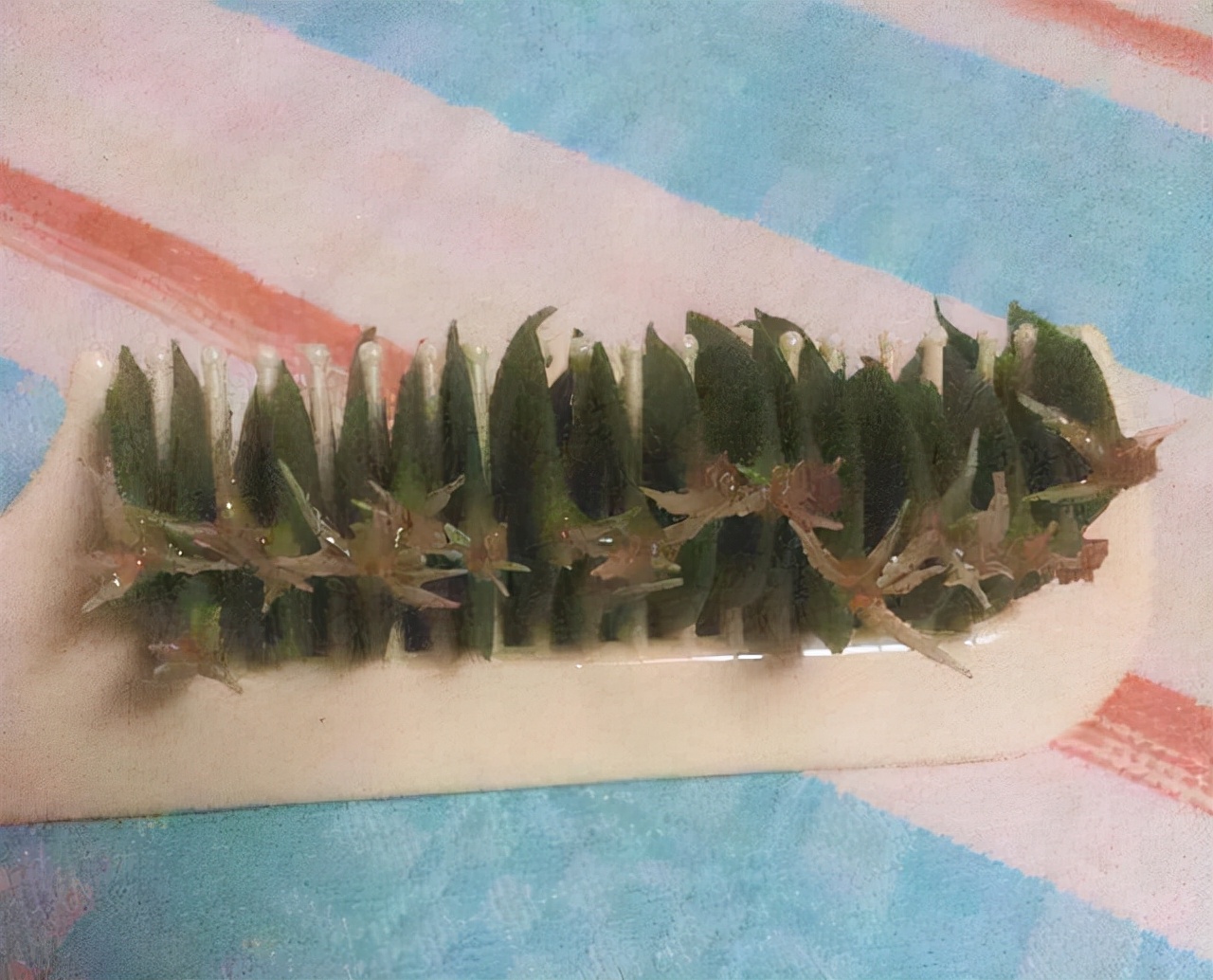 教你扦插大法扦插什么植物都能活,扦插小技巧栽培小妙招