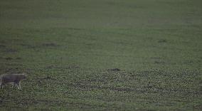 英短猫和美短哪个好养,英短跟美短猫咪