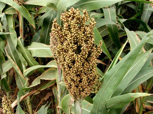 2023年立秋是几月几号,马上立秋是什么预兆