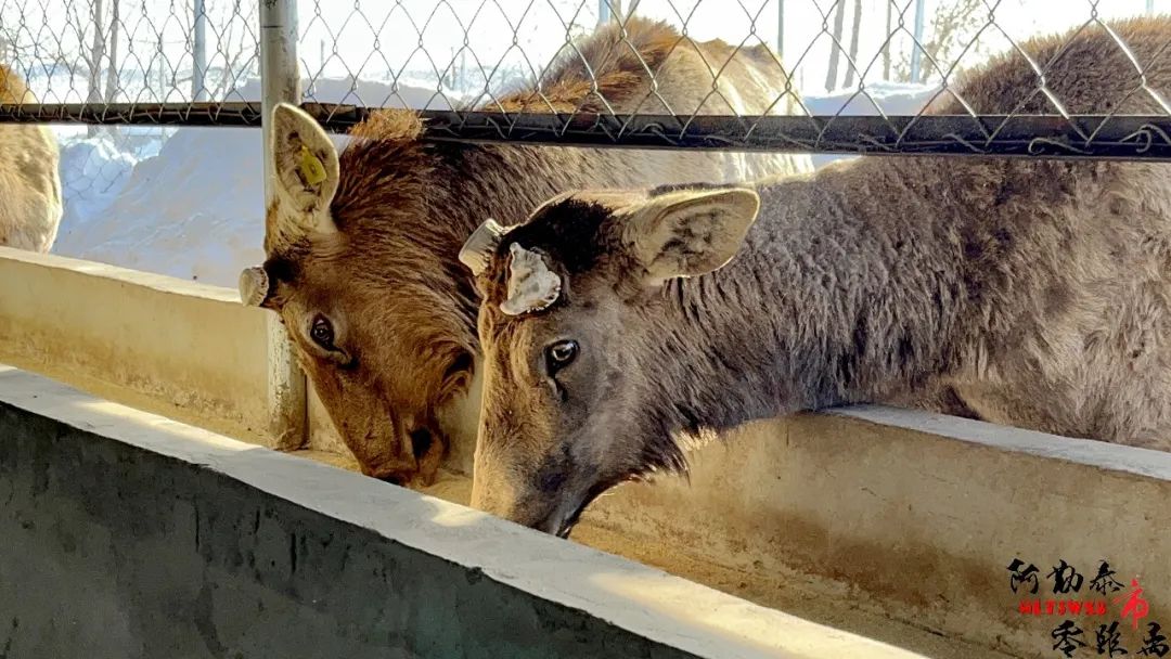 科学养殖带领乡亲走上发展之路,产业振兴从特色养殖开始