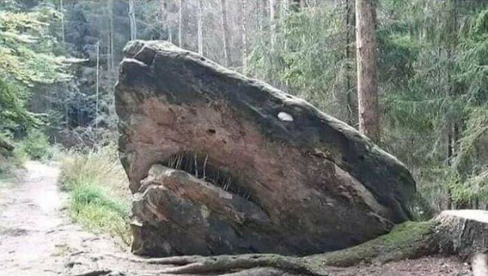 青蛙吞食毒蜘蛛,青蛙吃蜘蛛会不会被毒死