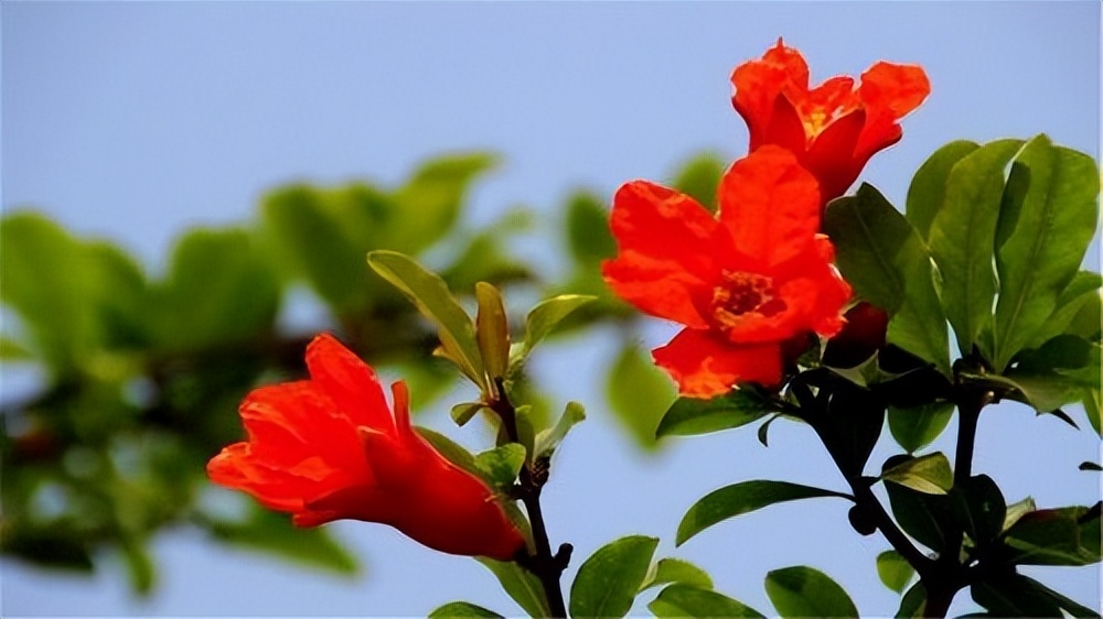 未来三年爱情运最好的4个生肖,桃花运到来有望寻找到真爱的生肖