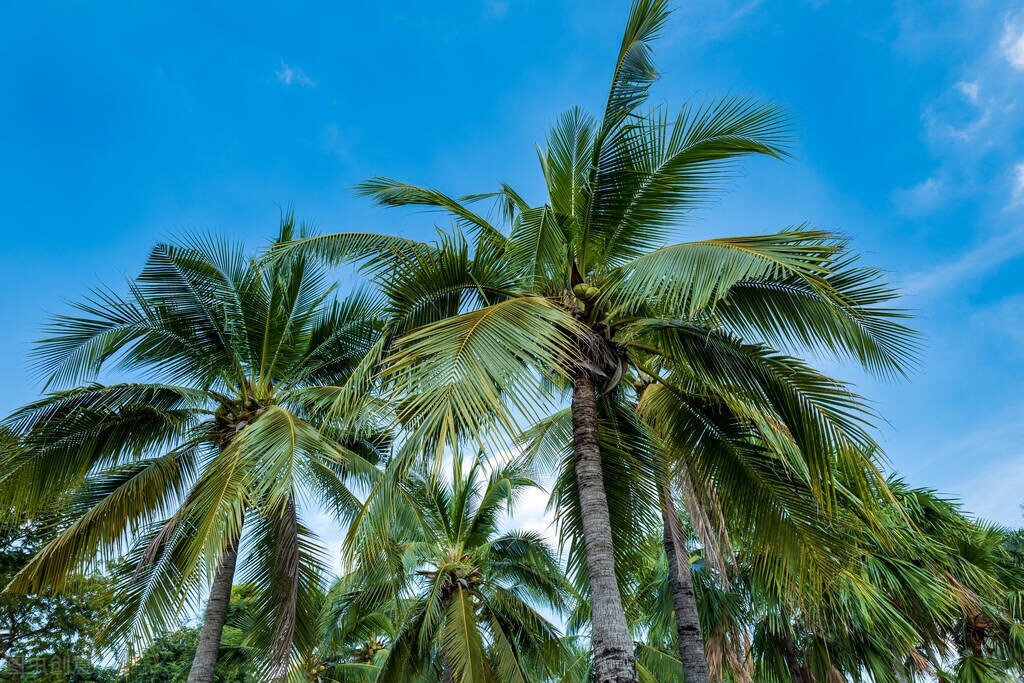 海南三亚东北人最多在哪,三亚是不是东北人最多