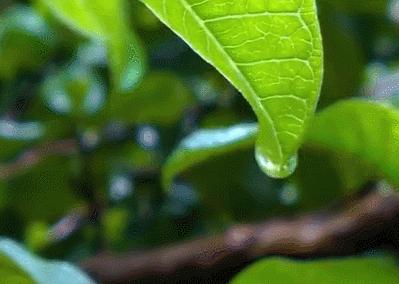 苏轼最著名的十首词赏析,苏轼有哲理的人生感悟诗词有哪些