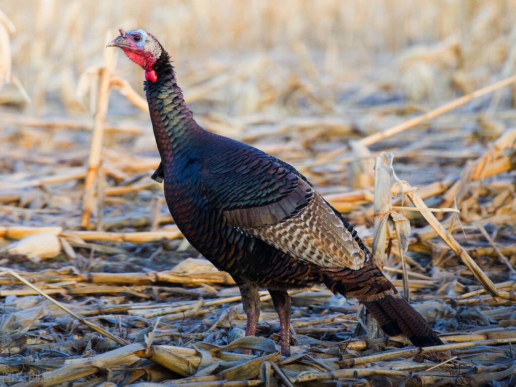 火鸡的一个疾病——火鸡霉形体感染的兽医知识