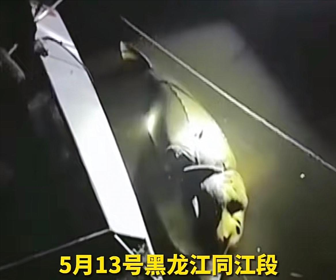 世界上发现的最大鳇鱼,黑龙江大鳇鱼是国家保护动物吗
