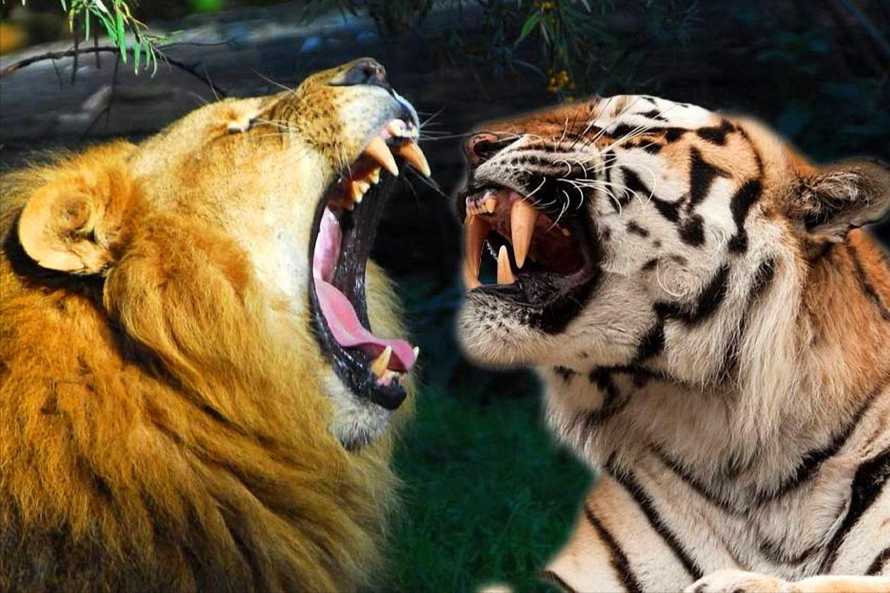 老虎可以单杀野牛，为什么两只狮子都很难搞定？狮子不如老虎？