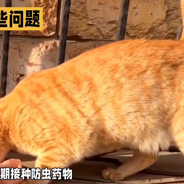 橘猫饲养方法,新手养橘猫注意事项