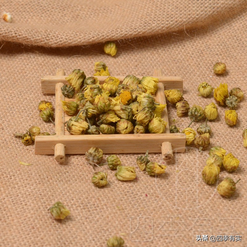 胎菊小菊花,含苞待放花娇艳